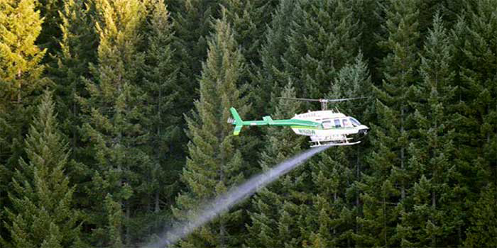 Helicopter sprays herbicide on forest