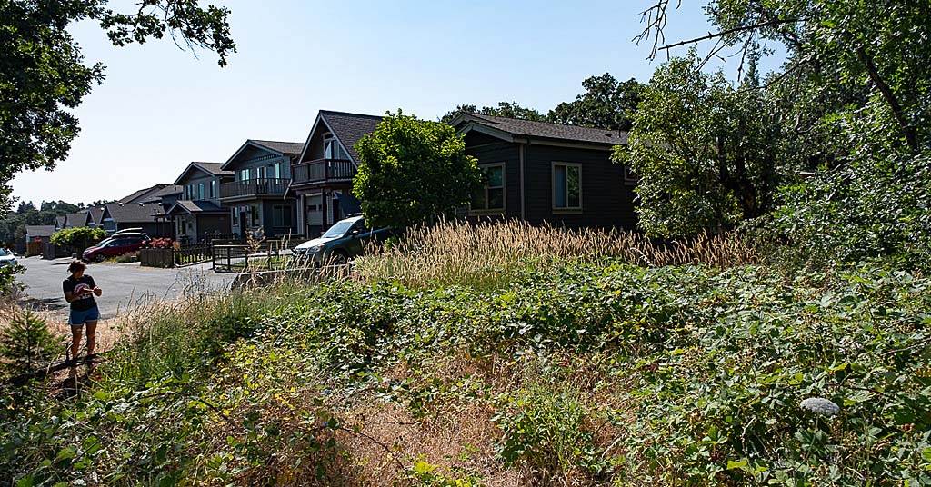 Hood River overgrowth near homes