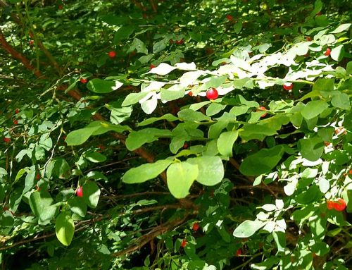 You’re right, there aren’t as many huckleberries as there used to be