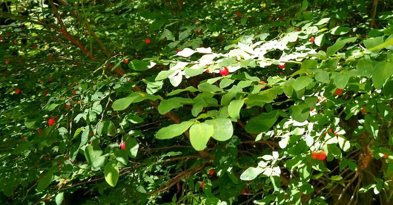 Huckleberries at Verlot, Mt. Baker-Snoqualmie National Forest