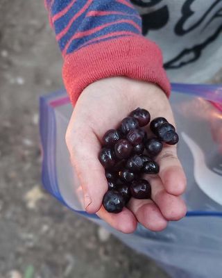 Huckleberries by Kaitlyn Bowman, USFS