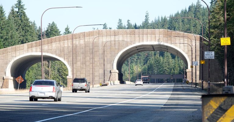 Wildlife overpass in Snoqualmie Pass along I'90 in Washington.