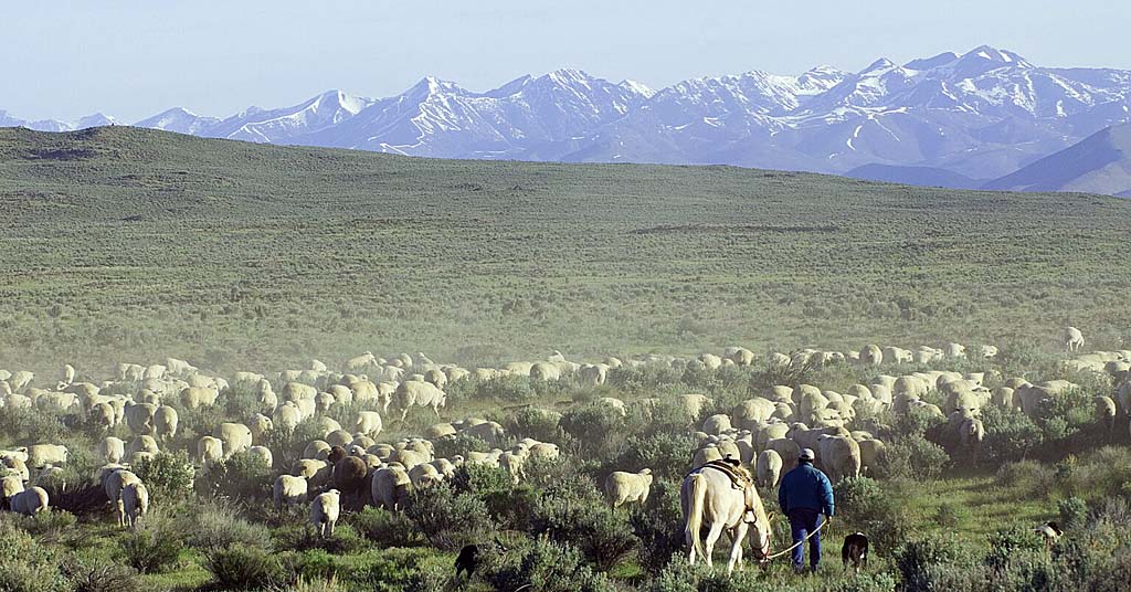Sheep near Shoeshone, Idaho