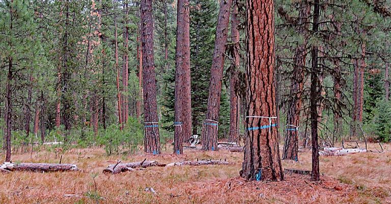 Painted trees, ponderosa, ready for logging.