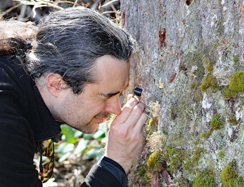 Pac NW lichens are going missing. Scientists want to know why