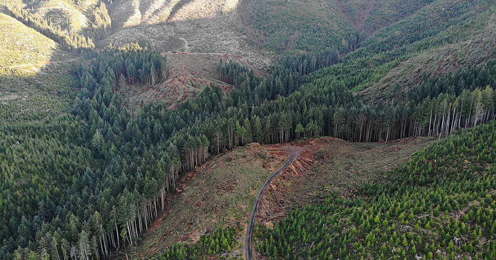 Logging scars in Jetty Creek watershed