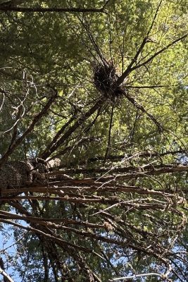 Western gray squirrel nest in Cascades, Washington