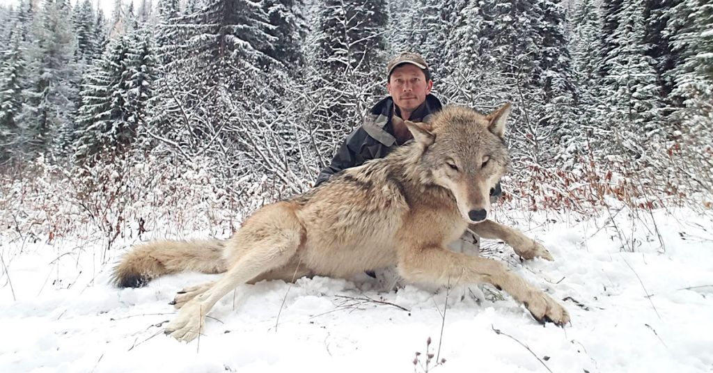 Lawmakers consider bills expanding wolf trapping, hound hunting