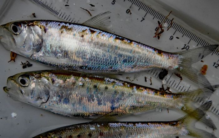 Columbia River shad