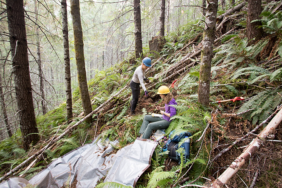 Oregon test forest