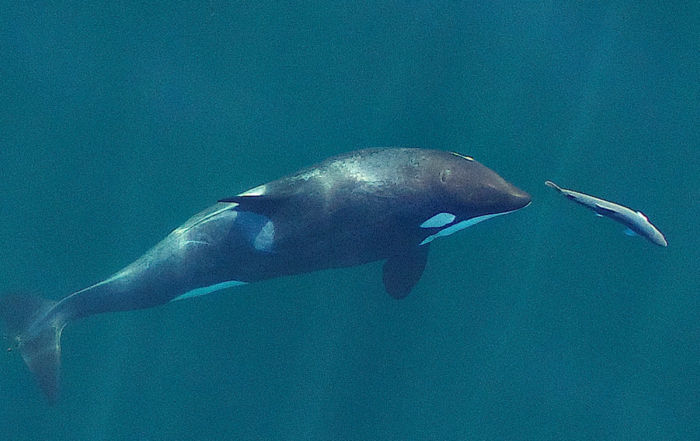 A young resident killer whale chases a chinook salmon in the Salish Sea near San Juan Island, Washington, in September 2017. Image obtained under NMFS permit #19091. Photograph by John Durban (NOAA Fisheries/Southwest Fisheries Science Center)