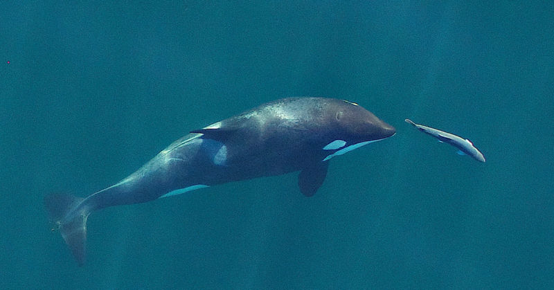 A young resident killer whale chases a chinook salmon in the Salish Sea near San Juan Island, Washington, in September 2017. Image obtained under NMFS permit #19091. Photograph by John Durban (NOAA Fisheries/Southwest Fisheries Science Center)