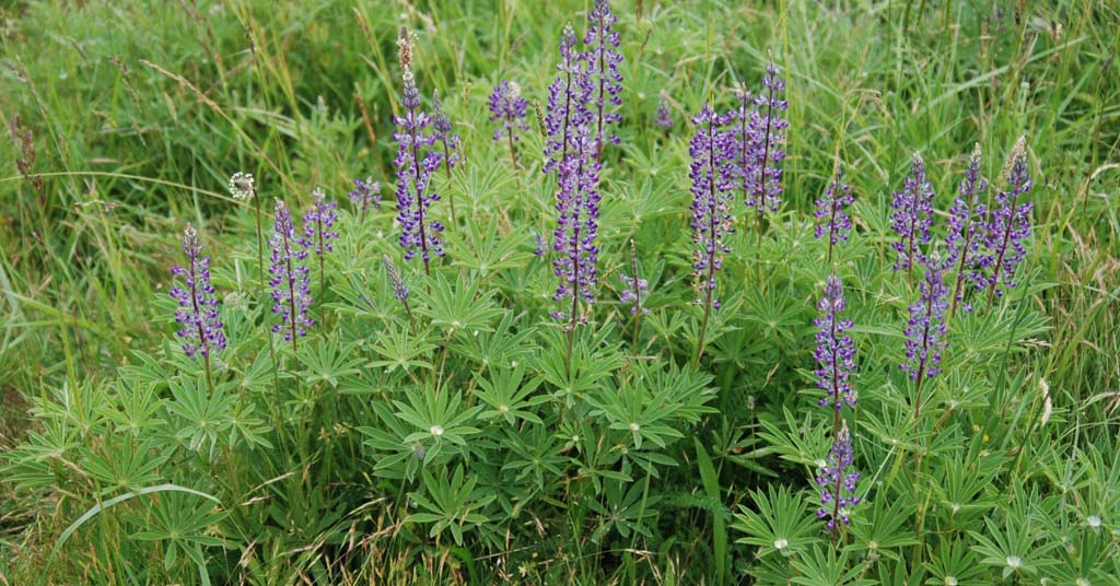 Kincaid's Lupine in Boistfort Valley, Washington