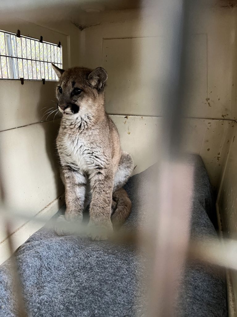 Cougar kitten in kennel