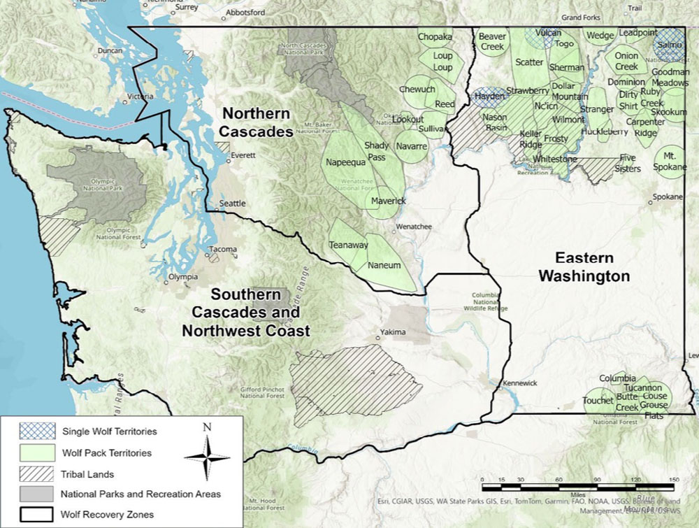 Map of known wolf packs and single wolf territories in Washington as of Dec. 31, 2024