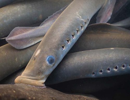 Pacific lamprey have reached an impasse
