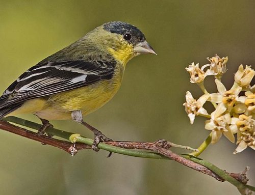 Why a new type of bird is making its presence felt in the Pacific Northwest