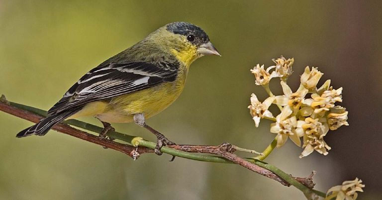 male lesser goldfinch on a branch
