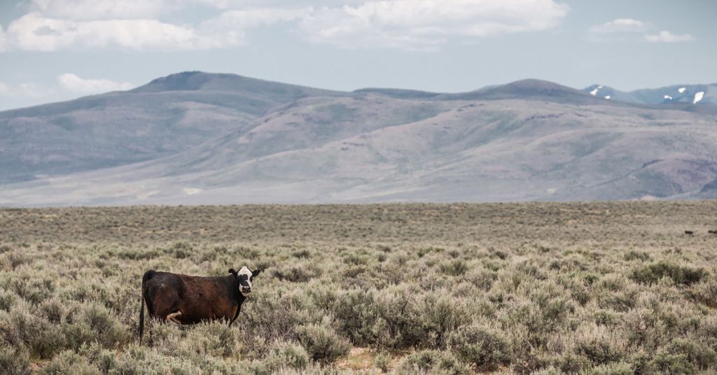 Cattle grazing