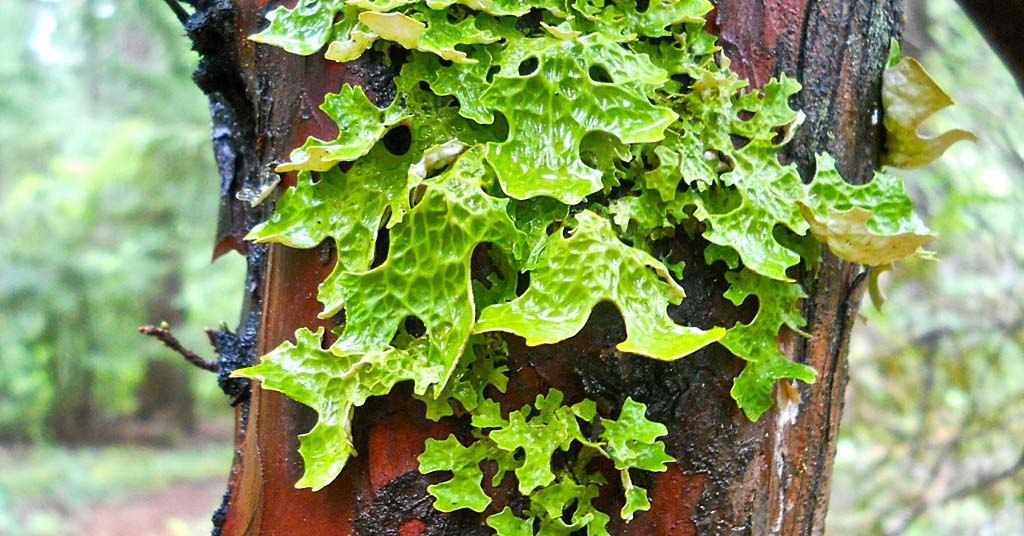 Lobaria pulmonaria lichen