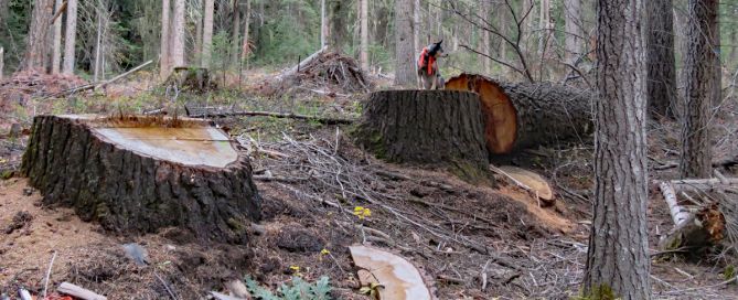 Old growth logging