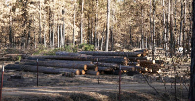 Logs sit on the property adjacent to Carson and Idonas. The fire destroyed their neighbor's house, so he gave Pacific Power the OK to clear-cut the land.
