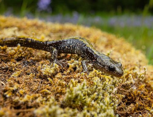Environmental passion project documents new species in an Oregon county