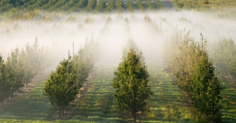 Orchard in Washington