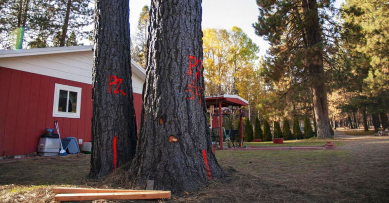 Crews contracted by Pacific Power arrived to start cutting down hazardous trees just a couple weeks after they had returned from evacuating the Two Four Two Fire. By Herald and News
