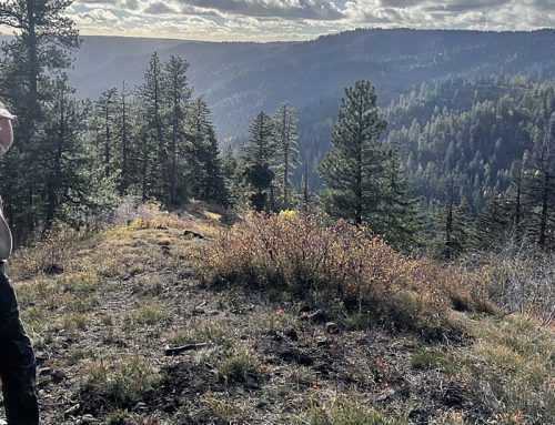 Walla Walla wants to know: Does forest ‘thinning’ work?