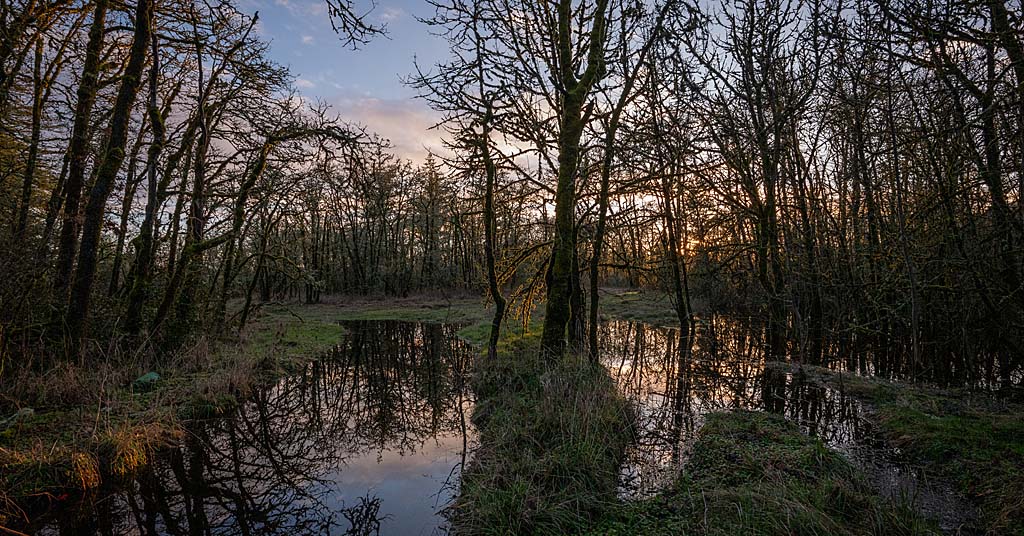 Milton Creek Woodland Reserve