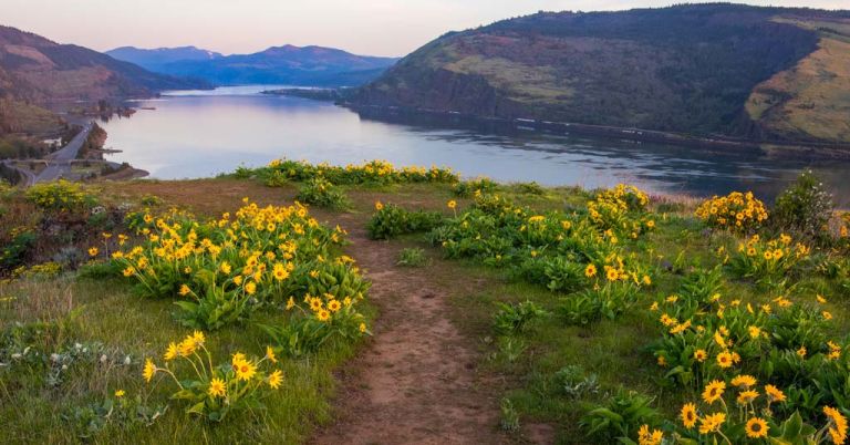 Wildflowers on Mosier Plateau, Columbia River Gorge