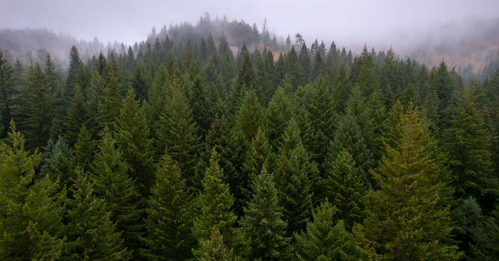 Forest, logging, southwest Washington