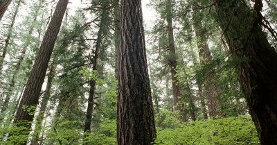 Oregon forest, trees