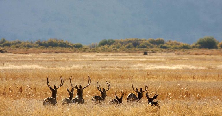 Mule deer Malheur USFWS