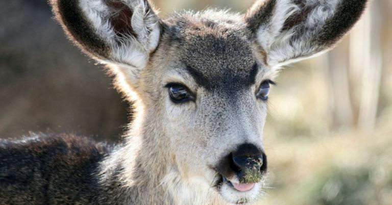 Mule deer doe in Baker County, Oregon