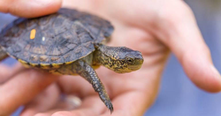 Northwestern pond turtle in hand.