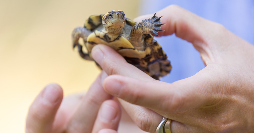 NW pond turtle ready for release