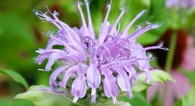 Beebalm