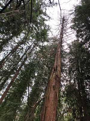 Nearly dead western redcedar by Nathan Gilles