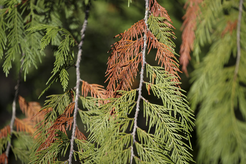 Dead needles hang on a western red cedar tree in the Willamette National Forest, Ore
