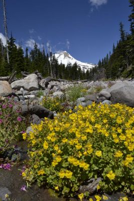 Newton Creek wildflowers