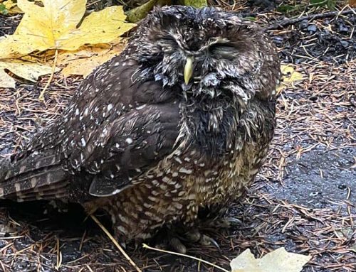 OPINION: Why the Pac NW needs a rodenticide ban