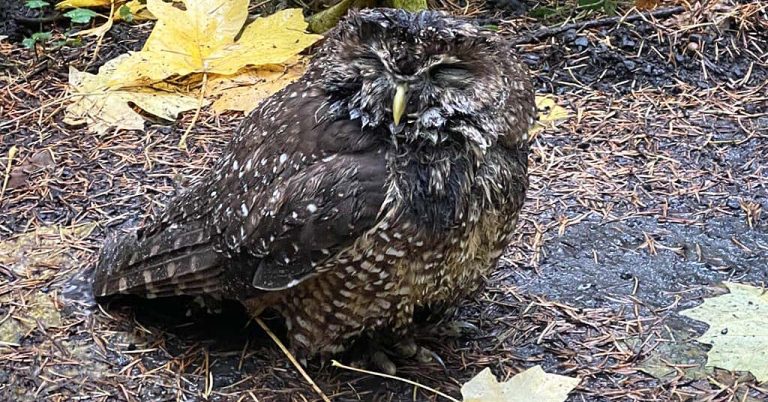 Northern spotted owl found at Mount Tabor in Portland