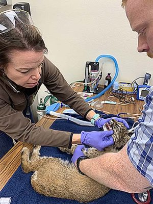 Bobcat physical evaluation