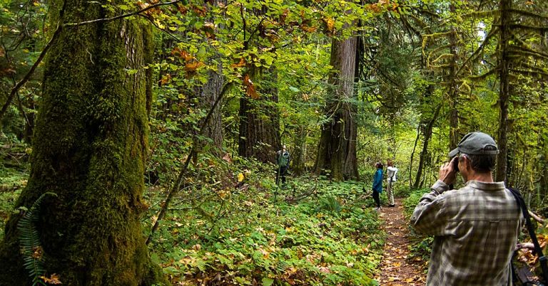 Old growth forest in Oregon