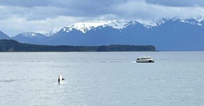 Orcas breaches in front of whale watching boat in Juneau, AK