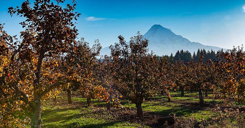 Mount Hood, orchard in foreground