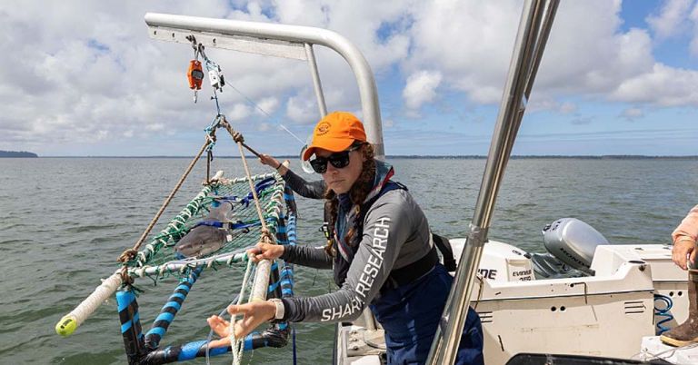 An Oregon Sea Grant worker prepares a sevengill shark for tagging in Washington.