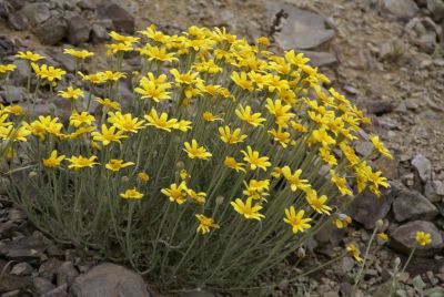 Native plants